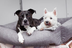 Hunde- und Katzenhotel Rathjen