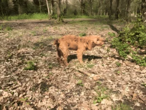Kolind hundeskov