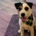 Jenny’s Hundesalon – Peine
