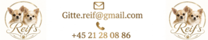 Kennel Reif`s Chihuahua