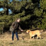 Fri Retriever Dressur