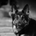 Kennel Ny Hund