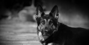 Kennel Ny Hund