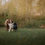 City Dog Physio
