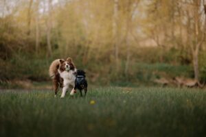 City Dog Physio