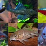 Akvariebutikken