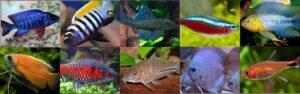 Akvariebutikken