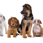The Happy Dog Training School Puppy Training and Dog Training
