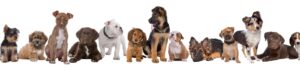 The Happy Dog Training School Puppy Training and Dog Training