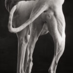 Paul Croes animal photography in studio