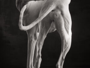 Paul Croes animal photography in studio