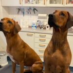 Østerbrogade ‘s Veterinarians ApS