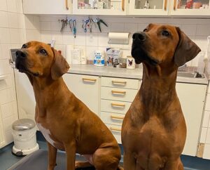 Østerbrogade 's Veterinarians ApS