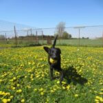 Storebælt Hundehotel og hundepension