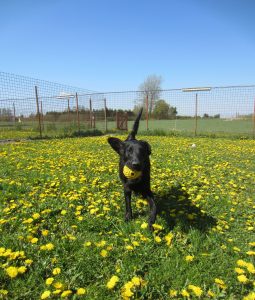 Storebælt Hundehotel og hundepension