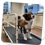 Hunde Therapie Zentrum