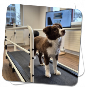 Hunde Therapie Zentrum