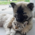 Tierservice Eschborn – Hundebetreuung & Katzenbetreuung in der Nähe von Frankfurt