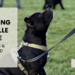 Elitehunden Horsens