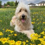 Mobiler Hundefriseur Flotte Lotte