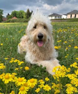 Mobiler Hundefriseur Flotte Lotte