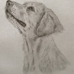 Portraettegning ved Louise Hansen