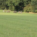 Ponyhof Maikendiek