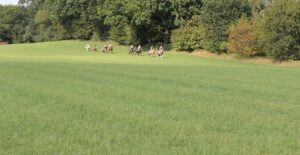 Ponyhof Maikendiek