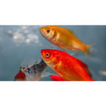 Aquaristik- & Teichcenter Hannover