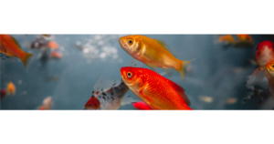 Aquaristik- & Teichcenter Hannover