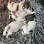 Kennel Fur and Paws