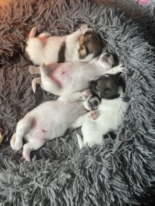 Kennel Fur and Paws