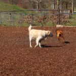 Dog park in the City Park