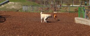 Dog park in the City Park
