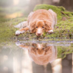 Hundefoto.nu