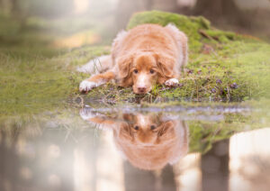 Hundefoto.nu