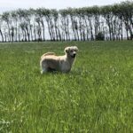 Sporegård hundepension