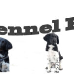 Kennel Røgild´s