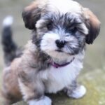 HundeHotel / Hundesalon “Det Frie Liv”