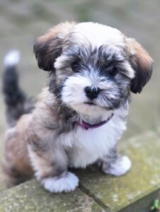 HundeHotel / Hundesalon "Det Frie Liv"