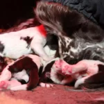 KENNEL NOER’S