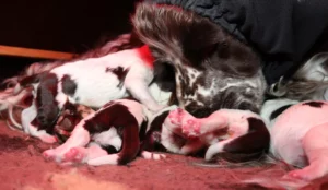 KENNEL NOER'S