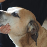 Dogreha Dresden – Hundephysiotherapie & Osteopathie