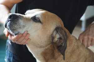 Dogreha Dresden - Hundephysiotherapie & Osteopathie