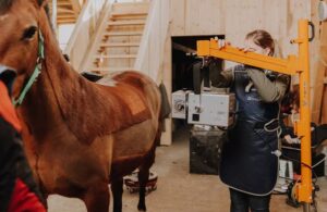 Pferdegesundheitszentrum Mitteldeutschland (Tierärzte-Team Erzgebirge - Team Pferd)