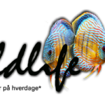 Aquawildlife