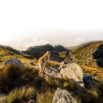 Natural Dogmanship® Hundeschule, Seminare, Workshops, SHOP, Webvorträge