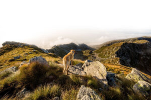 Natural Dogmanship® Hundeschule, Seminare, Workshops, SHOP, Webvorträge