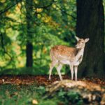 Marselisborg Deer Park