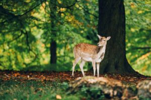 Marselisborg Deer Park